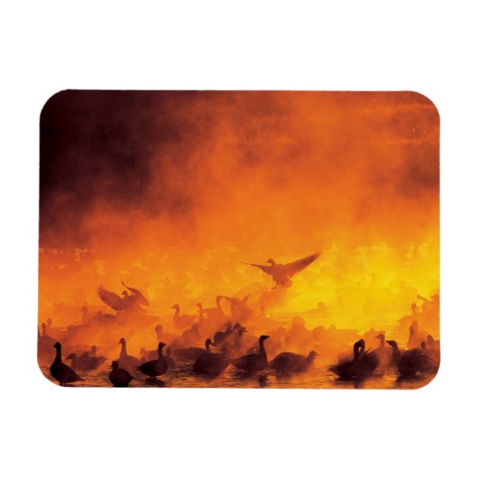 Nationale Schutzhütte Bosque del Apache, NM Magnet (Horizontal)