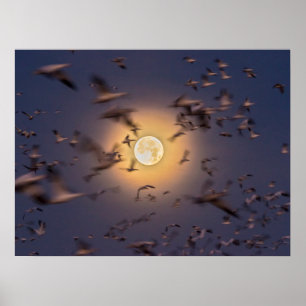 Nationale Schutzhütte Bosque del Apache Poster