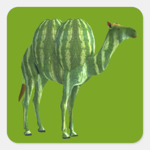 Nationaler Wassermelonen-Tag Dromedar Quadratischer Aufkleber