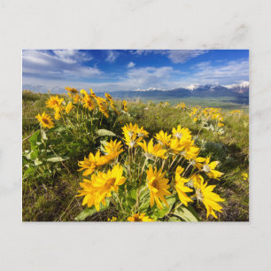 Nationales Bison-Gebiet Postkarte