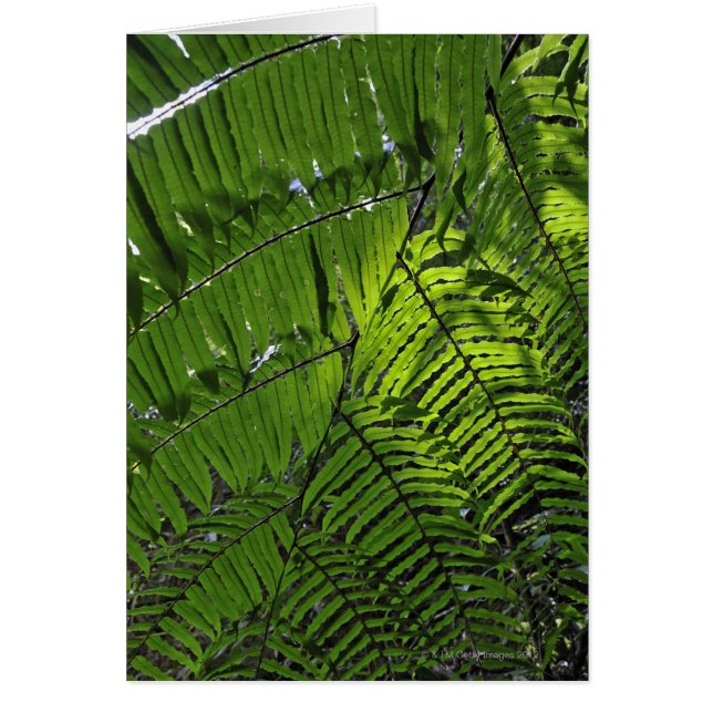 Nationalpark Bach Ma (Vorne)