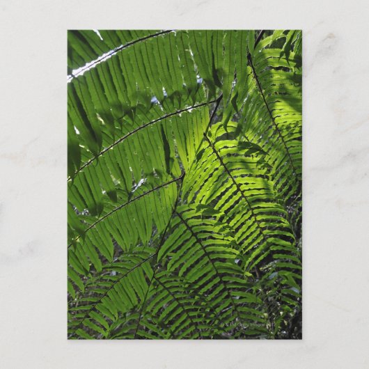 Nationalpark Bach Ma Postkarte (Vorderseite)