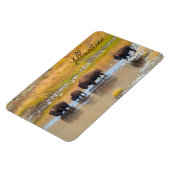 Nationalpark Bison River Crossing Yellowstone Magnet (Linke Seite)