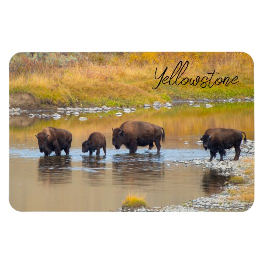 Nationalpark Bison River Crossing Yellowstone Magnet (Horizontal)