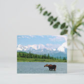 Nationalpark Denali Postkarte (Stehend Vorderseite)