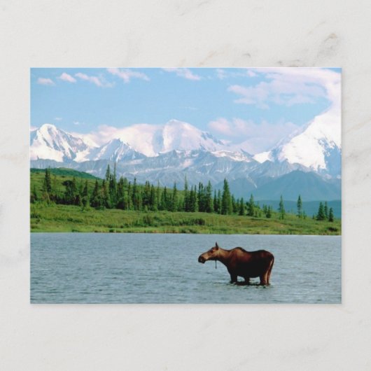 Nationalpark Denali Postkarte (Vorderseite)