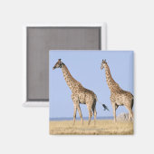 Nationalpark Etosha, Namibia 3 Magnet (Vorderseite/Rückseite)