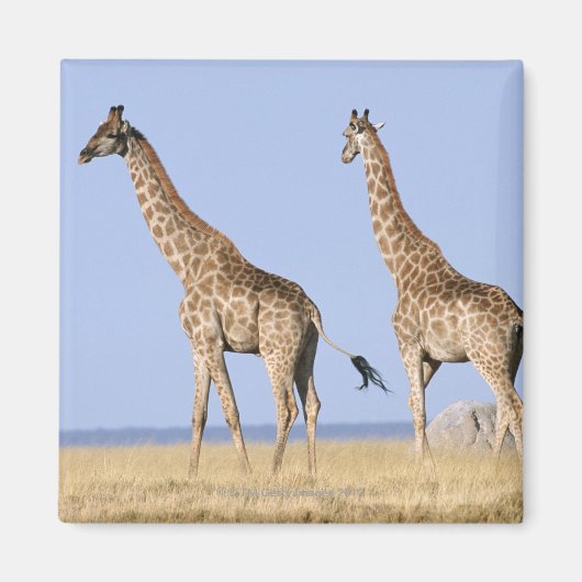 Nationalpark Etosha, Namibia 3 Magnet (Vorne)