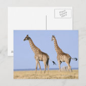 Nationalpark Etosha, Namibia 3 Postkarte (Vorne/Hinten)