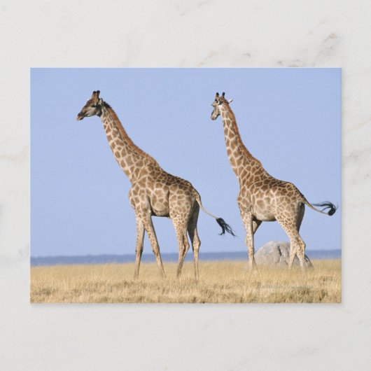 Nationalpark Etosha, Namibia 3 Postkarte (Vorderseite)