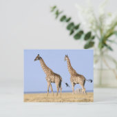 Nationalpark Etosha, Namibia 3 Postkarte (Stehend Vorderseite)