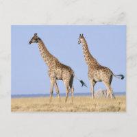 Nationalpark Etosha, Namibia 3