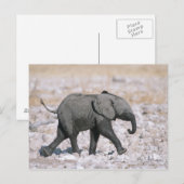 Nationalpark Etosha, Namibia Postkarte (Vorne/Hinten)