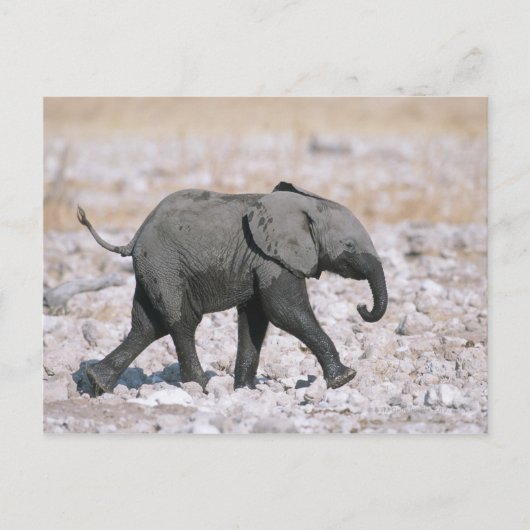 Nationalpark Etosha, Namibia Postkarte (Vorderseite)