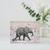 Nationalpark Etosha, Namibia Postkarte (Stehend Vorderseite)