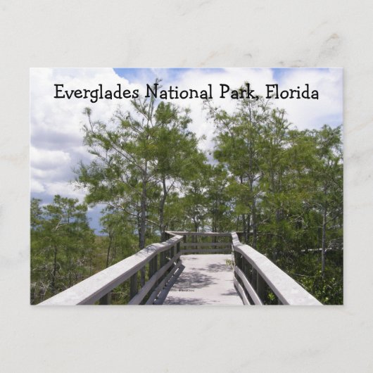 Nationalpark Everglades, Florida Postkarte (Vorderseite)