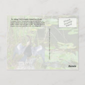 Nationalpark Everglades, Florida Postkarte (Rückseite)