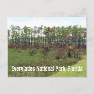 Nationalpark Everglades, Florida Postkarte