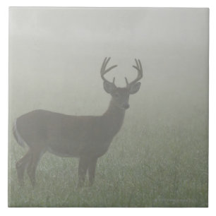 Nationalpark Great Smoky Mountains, Tennesse, Fliese