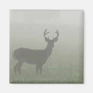 Nationalpark Great Smoky Mountains, Tennesse, Magnet