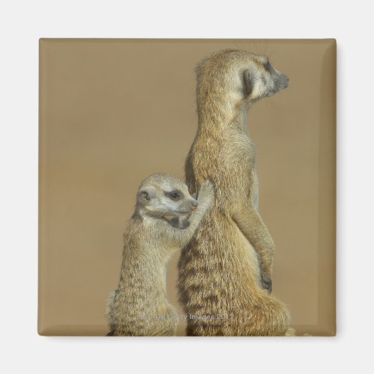 Nationalpark Kgalagadi, Botsuana, Afrika Magnet (Vorne)
