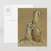 Nationalpark Kgalagadi, Botsuana, Afrika Postkarte (Vorne/Hinten)