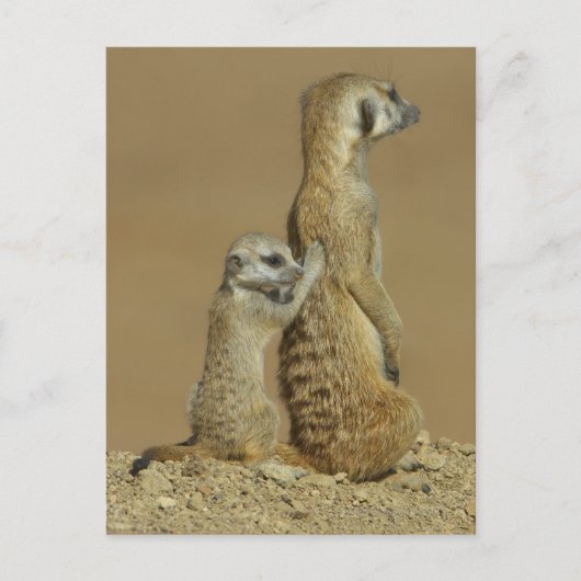 Nationalpark Kgalagadi, Botsuana, Afrika Postkarte (Vorderseite)