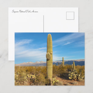 Nationalpark Saguaro Landschaft Postkarte