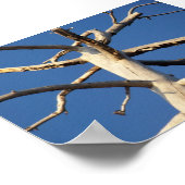 Nationalpark sequoia poster (Ecke)