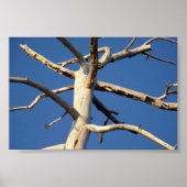 Nationalpark sequoia poster (Vorne)