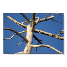 Nationalpark sequoia