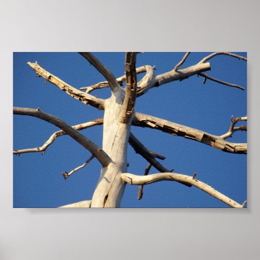 Nationalpark sequoia poster (Vorne)