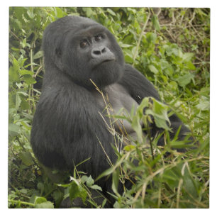 Nationalpark Vulkane, Gorilla Fliese