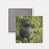 Nationalpark Vulkane, Gorilla Magnet (Vorderseite/Rückseite)
