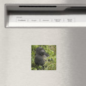 Nationalpark Vulkane, Gorilla Magnet (In Situ (Geschirrspüler))