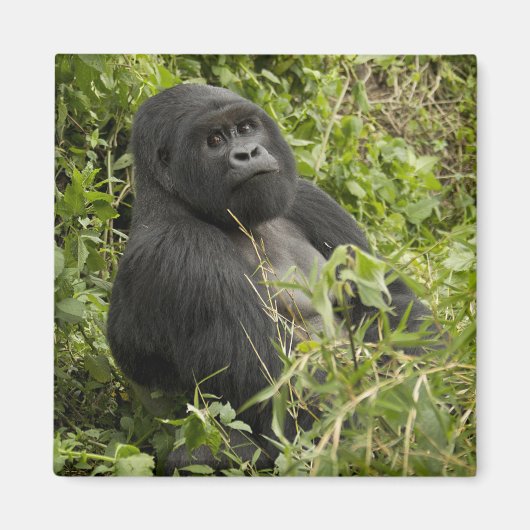 Nationalpark Vulkane, Gorilla Magnet (Vorne)
