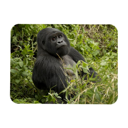 Nationalpark Vulkane, Gorilla Magnet (Horizontal)