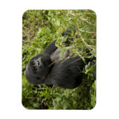 Nationalpark Vulkane, Gorilla Magnet (Vertikal)