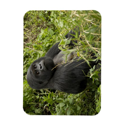 Nationalpark Vulkane, Gorilla Magnet (Vertikal)