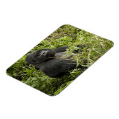 Nationalpark Vulkane, Gorilla Magnet (Linke Seite)