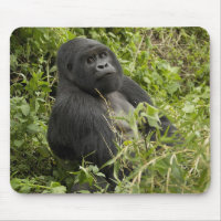 Nationalpark Vulkane, Gorilla