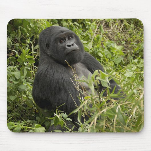 Nationalpark Vulkane, Gorilla Mousepad (Vorne)