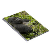 Nationalpark Vulkane, Gorilla Notizblock (Rechte Seite)