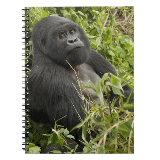 Nationalpark Vulkane, Gorilla Notizblock (Vorderseite)