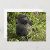 Nationalpark Vulkane, Gorilla Postkarte (Vorne/Hinten)