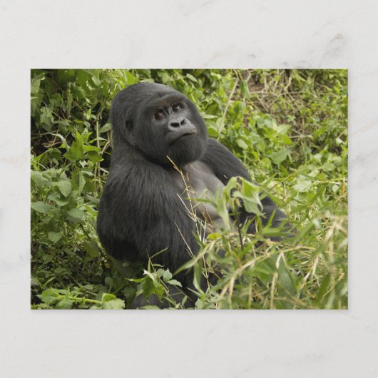 Nationalpark Vulkane, Gorilla Postkarte (Vorderseite)