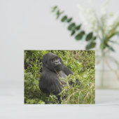 Nationalpark Vulkane, Gorilla Postkarte (Stehend Vorderseite)