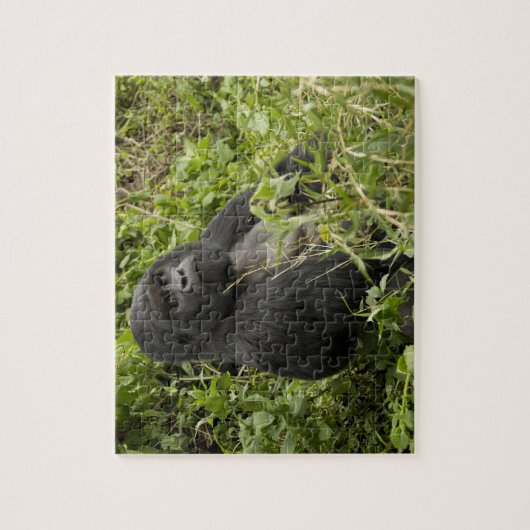 Nationalpark Vulkane, Gorilla Puzzle (Vertikal)