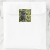Nationalpark Vulkane, Gorilla Quadratischer Aufkleber (Tasche)