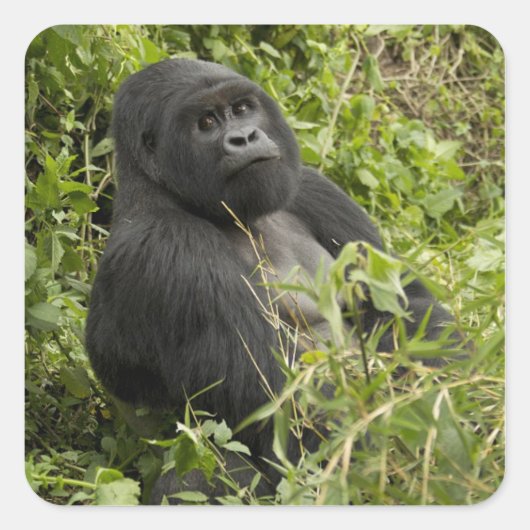Nationalpark Vulkane, Gorilla Quadratischer Aufkleber (Vorderseite)
